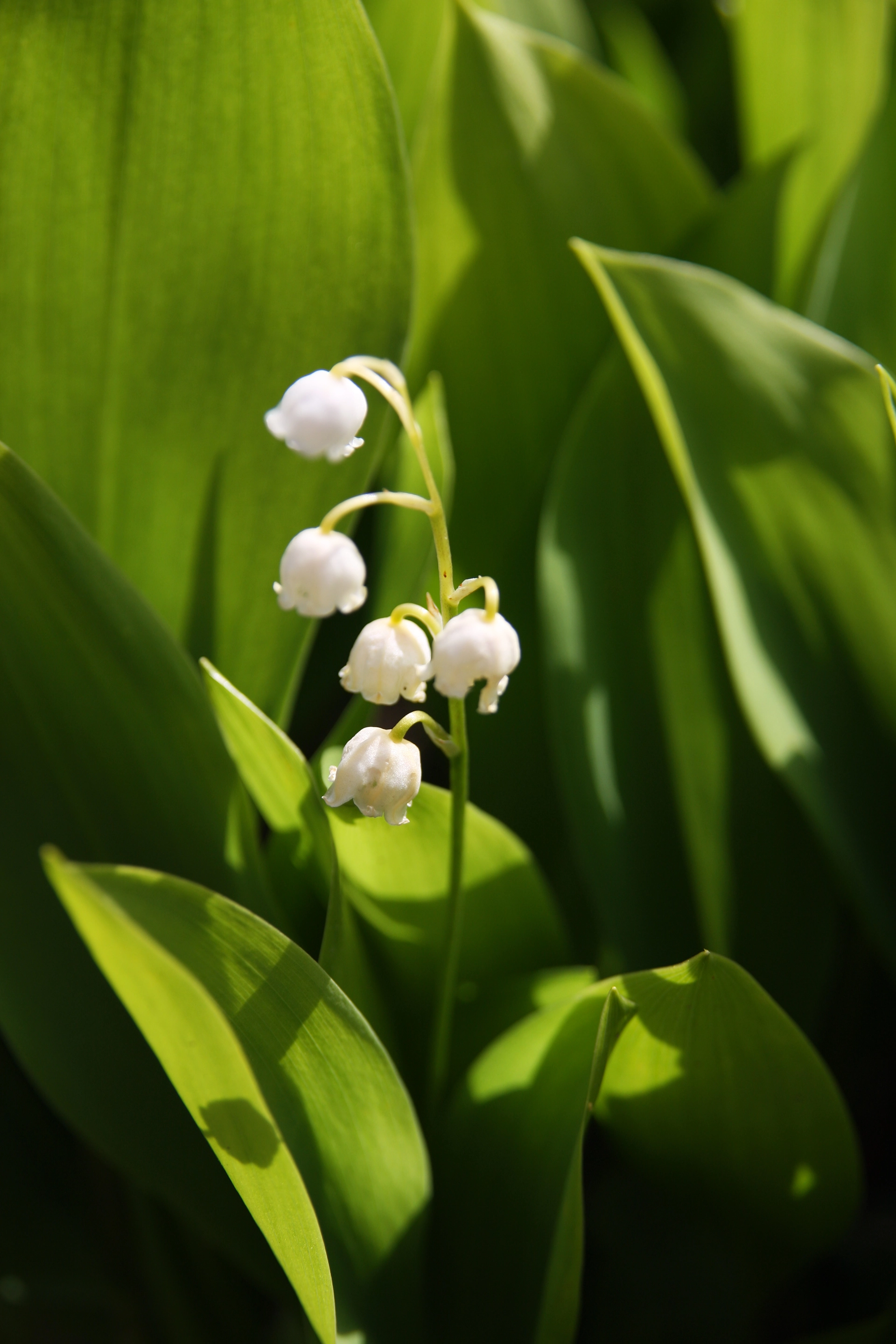 Convallaria majalis